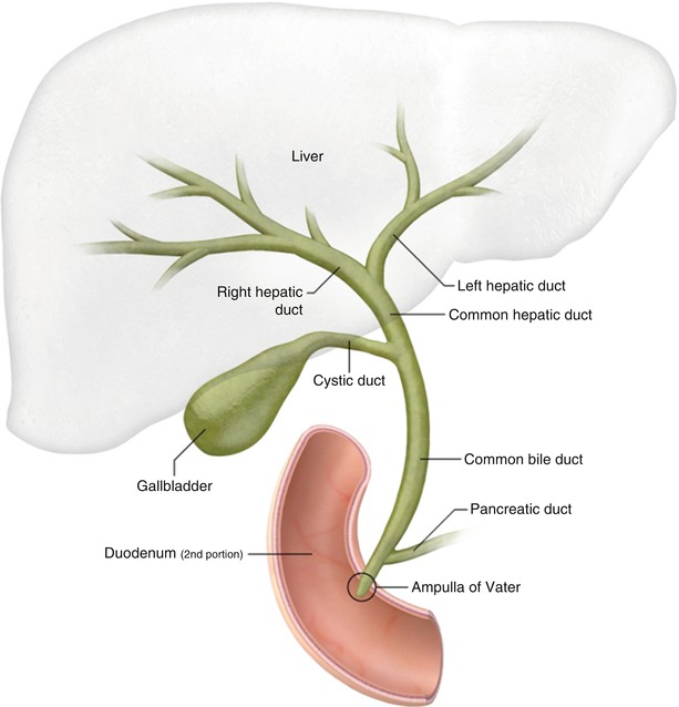 Biliary Tree Diagram